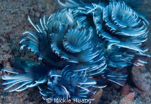 Tube worms
Seraya Bali by Mickle Huang 